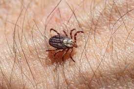Mueren 9 por picadura de garrapata en el estado; hay 22 casos