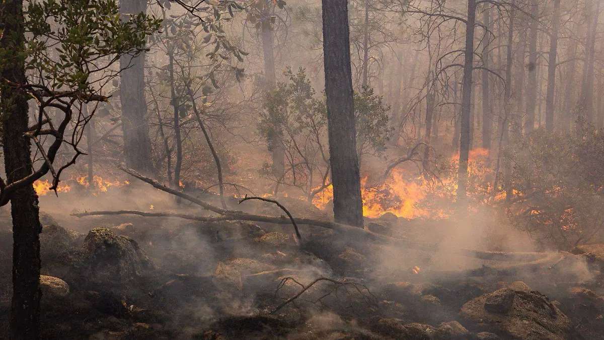Reducen lluvias incendios forestales en Madera