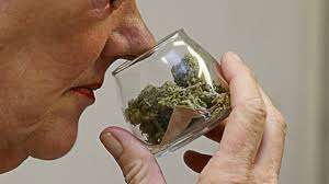 Exponen los riesgos de consumir cannabis en adultos mayores