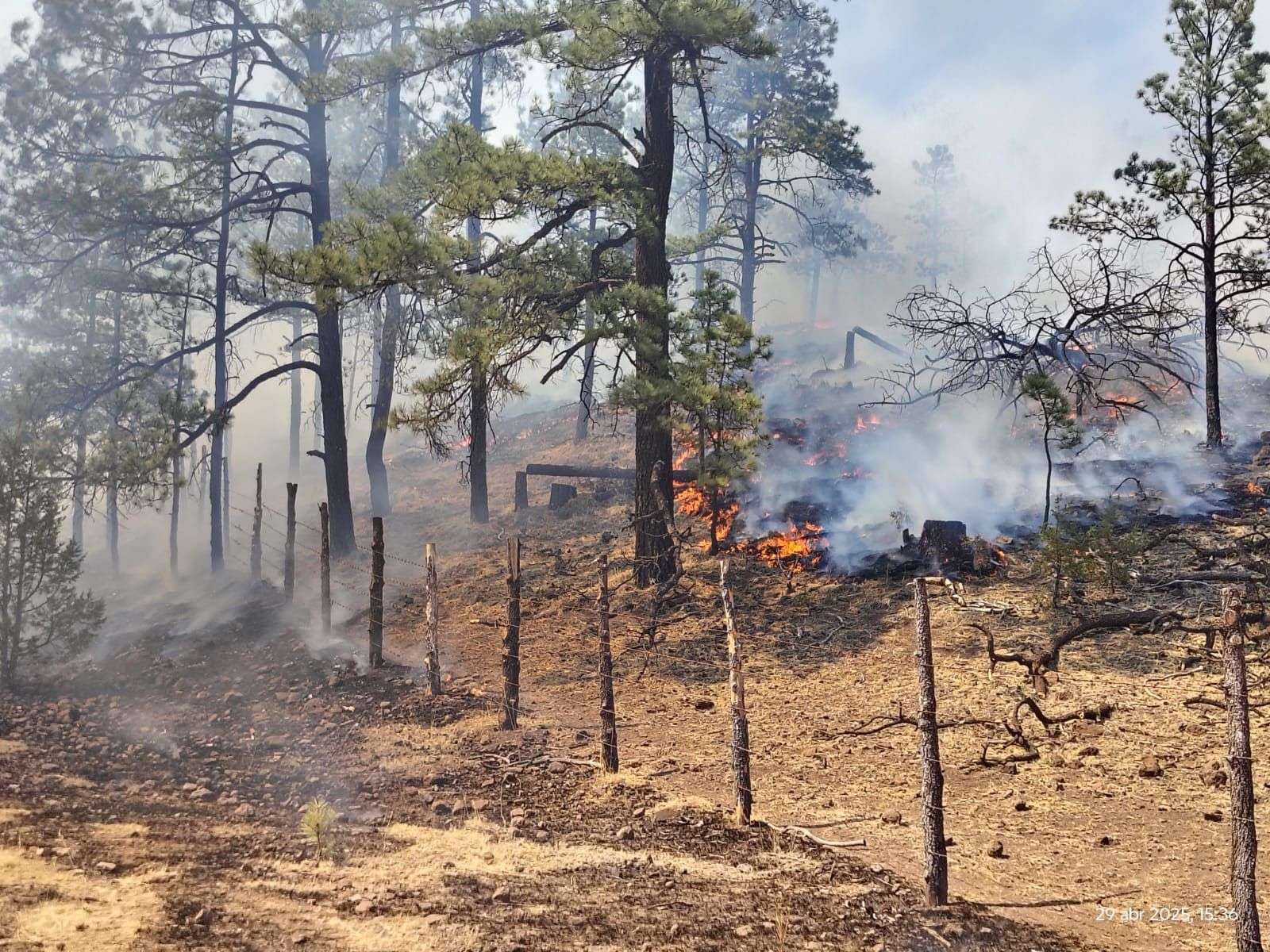 Reportan 11 nuevos incendios forestales en el estado