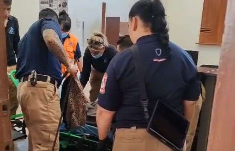 Descartan mordedura de araña violinista al auxiliado en Palacio