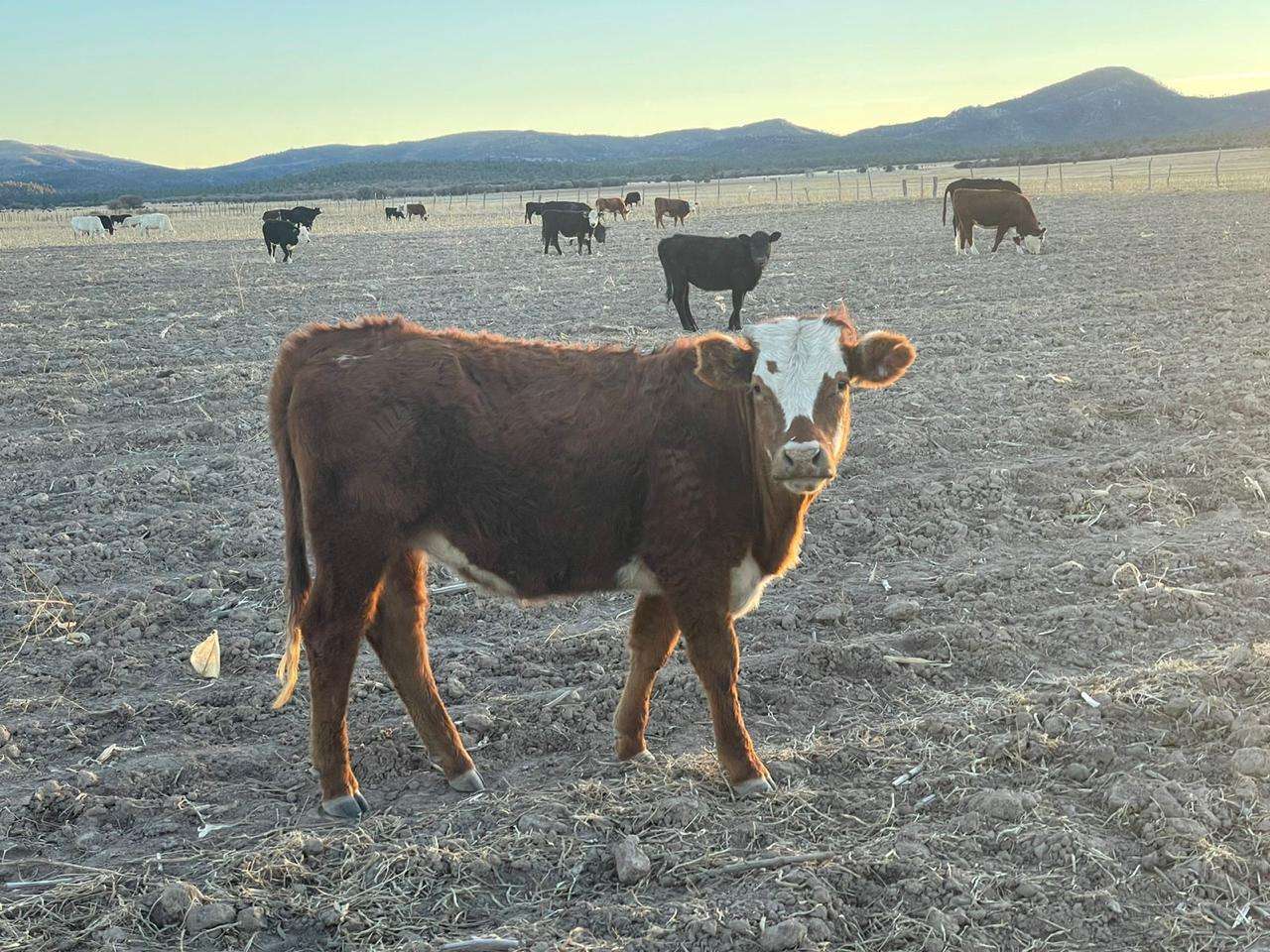 Lanzan créditos emergentes para productores ganaderos

