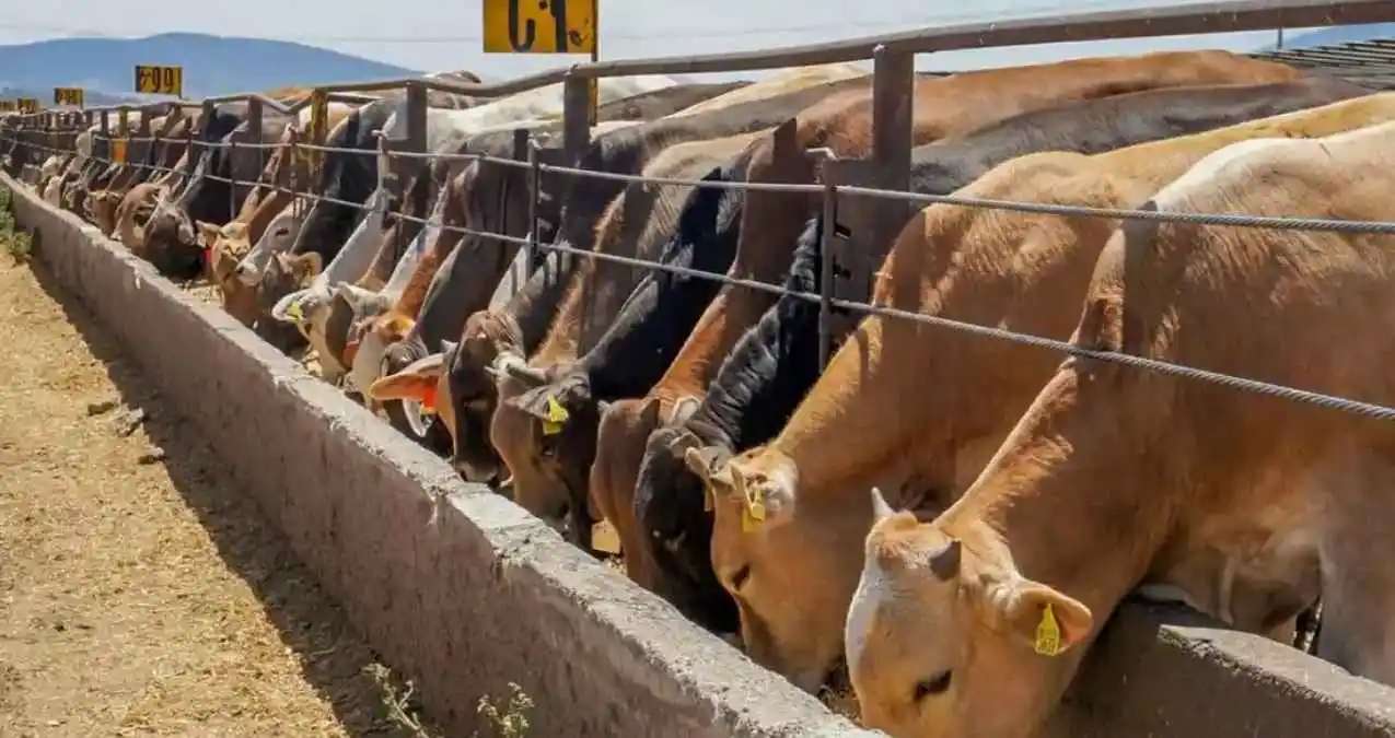 Levanta EU cierre fronterizo al ganado mexicano