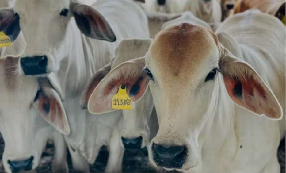 Frenan 32 cargamentos de ganado con gusano barrenador al sur del país