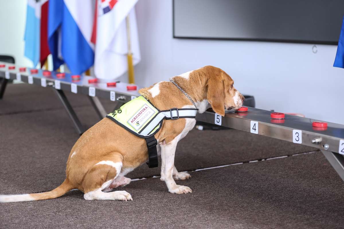 Entrenan binomios caninos para detectar gusano barrenador del ganado