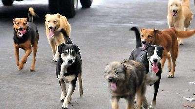 Reconocen en México al perro como compañero fiel