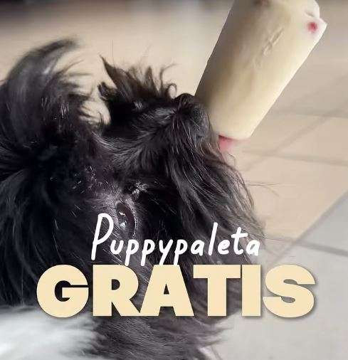 Regaló nevería La Luz del Día puppy paletas por el Día del Perro 