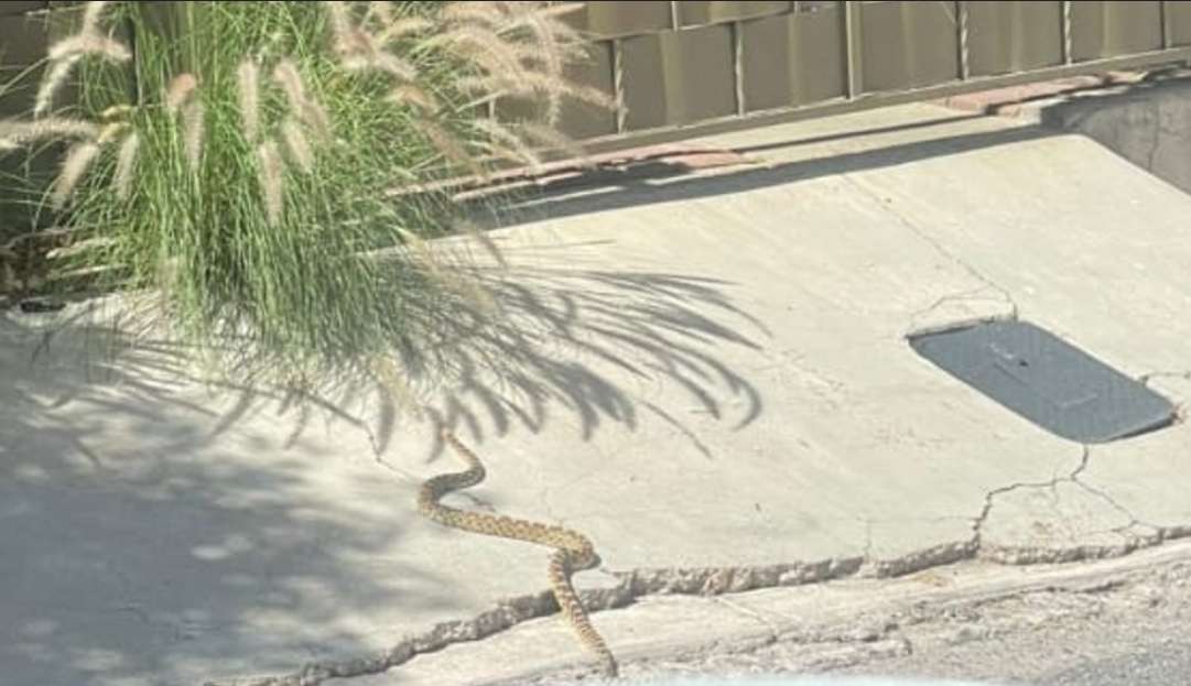Aparece una víbora afuera de un domicilio en Jardines del Saucito