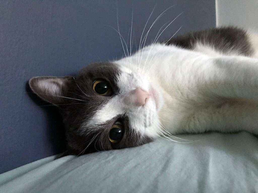 Celebran el Día Internacional del Gato