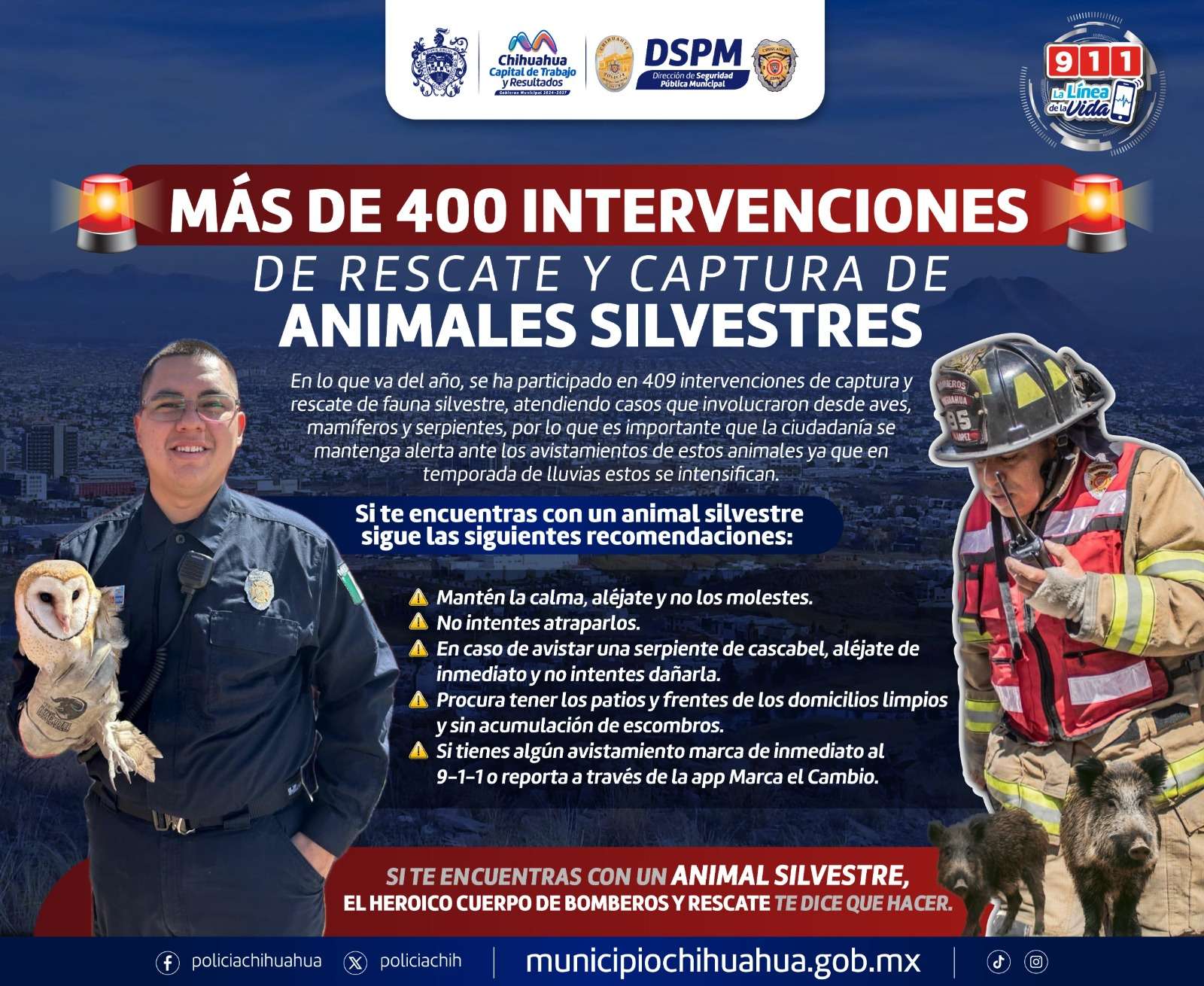 Realizan más de 400 intervenciones de rescate y captura de animales silvestres 