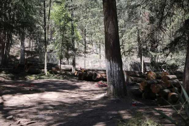 Tumban más de 14 mil árboles infectados con plaga
