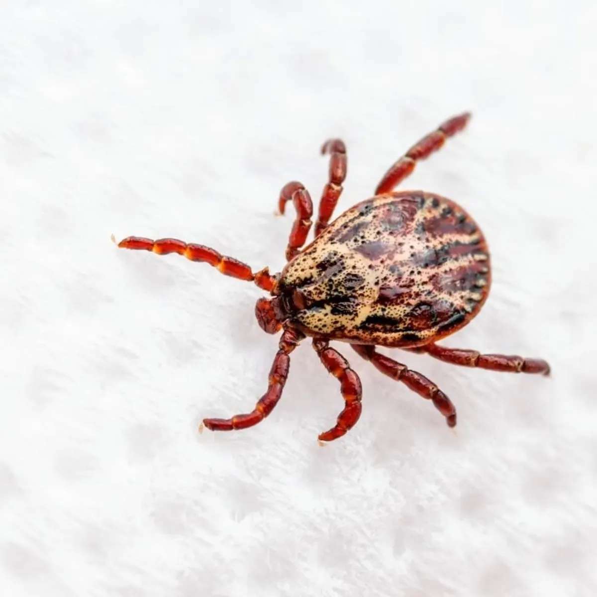 Se elevan a 58 los casos de rickettsiosis con 24 muertes