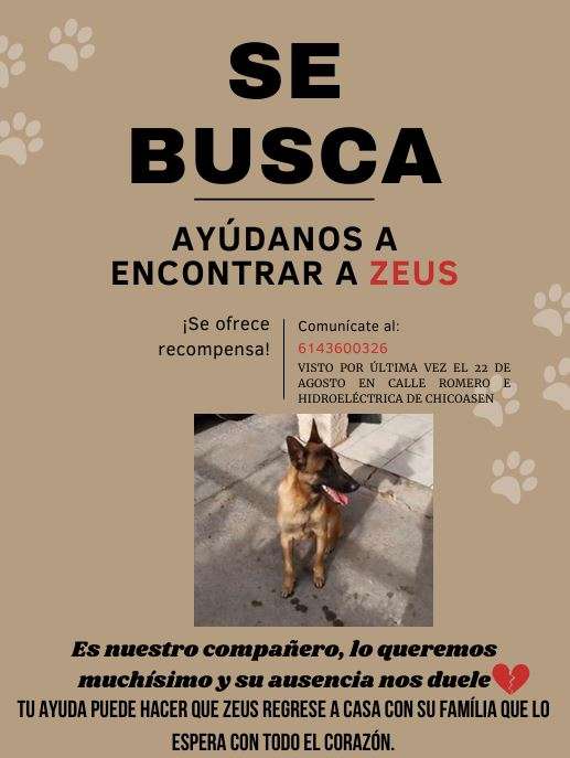 Buscan familiares a perrito extraviado llamado Zeus