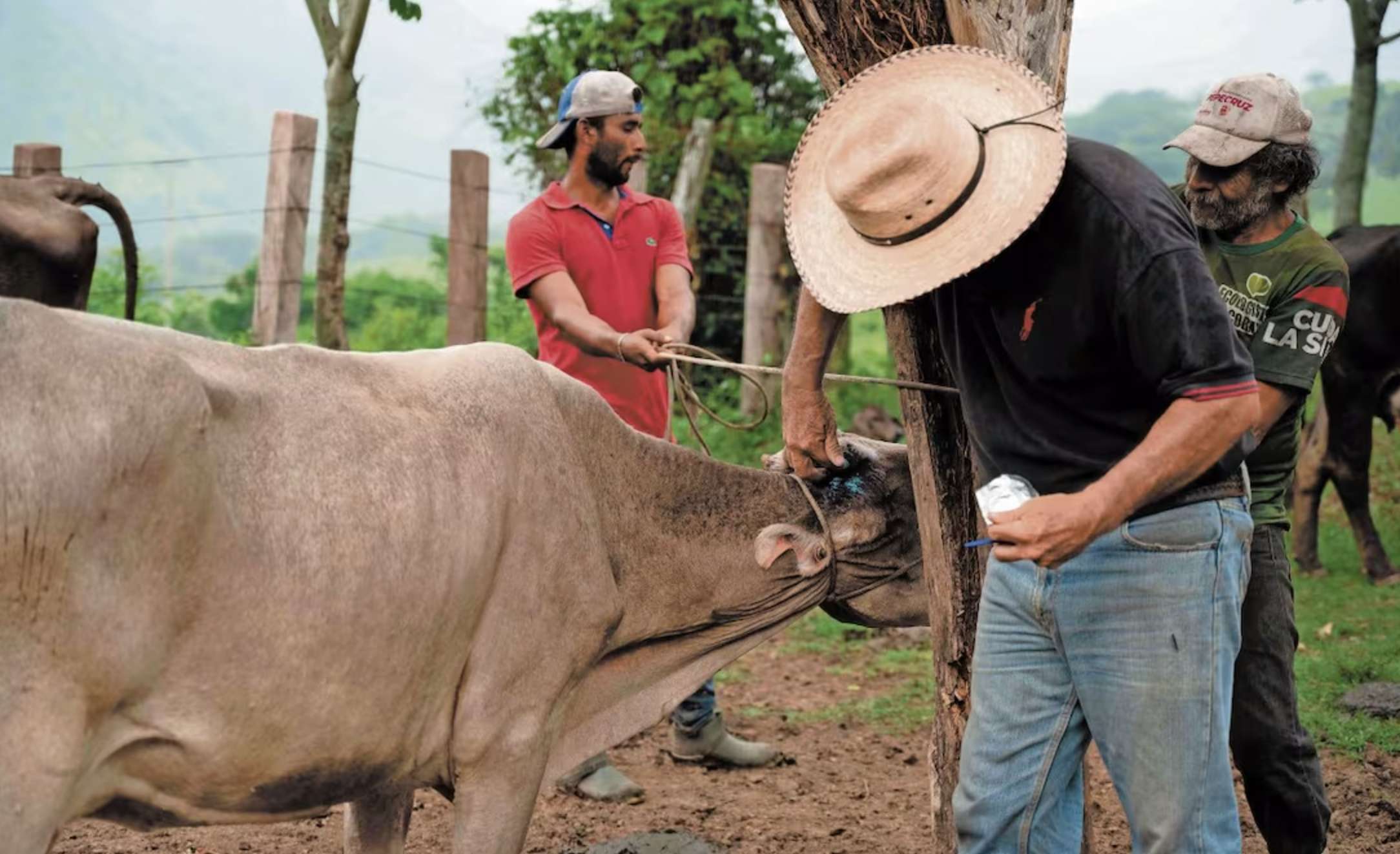 Piden liberar moscas estériles para combatir gusano barrenador