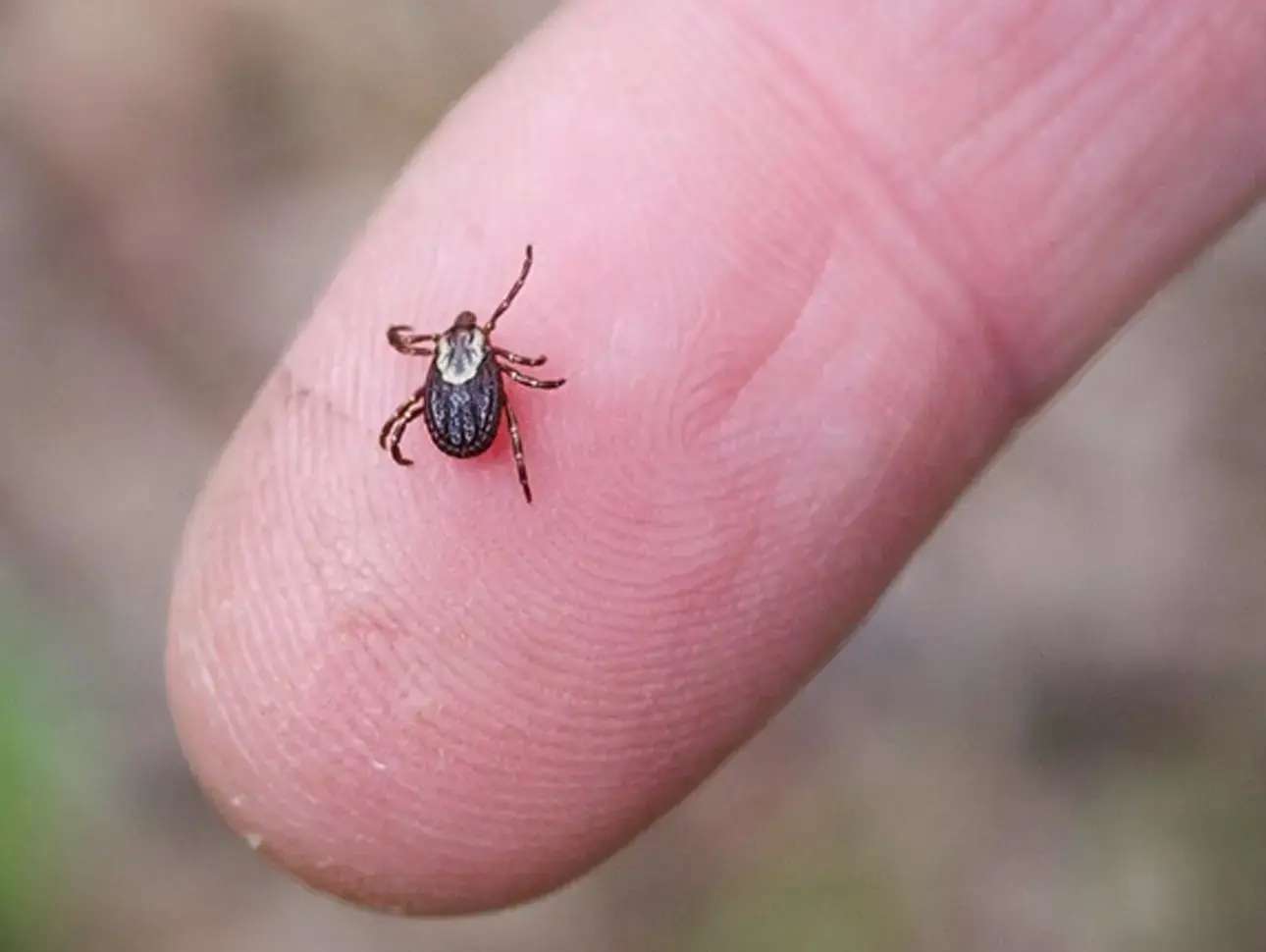 Se elevan a 36 las muertes por rickettsiosis en el estado 