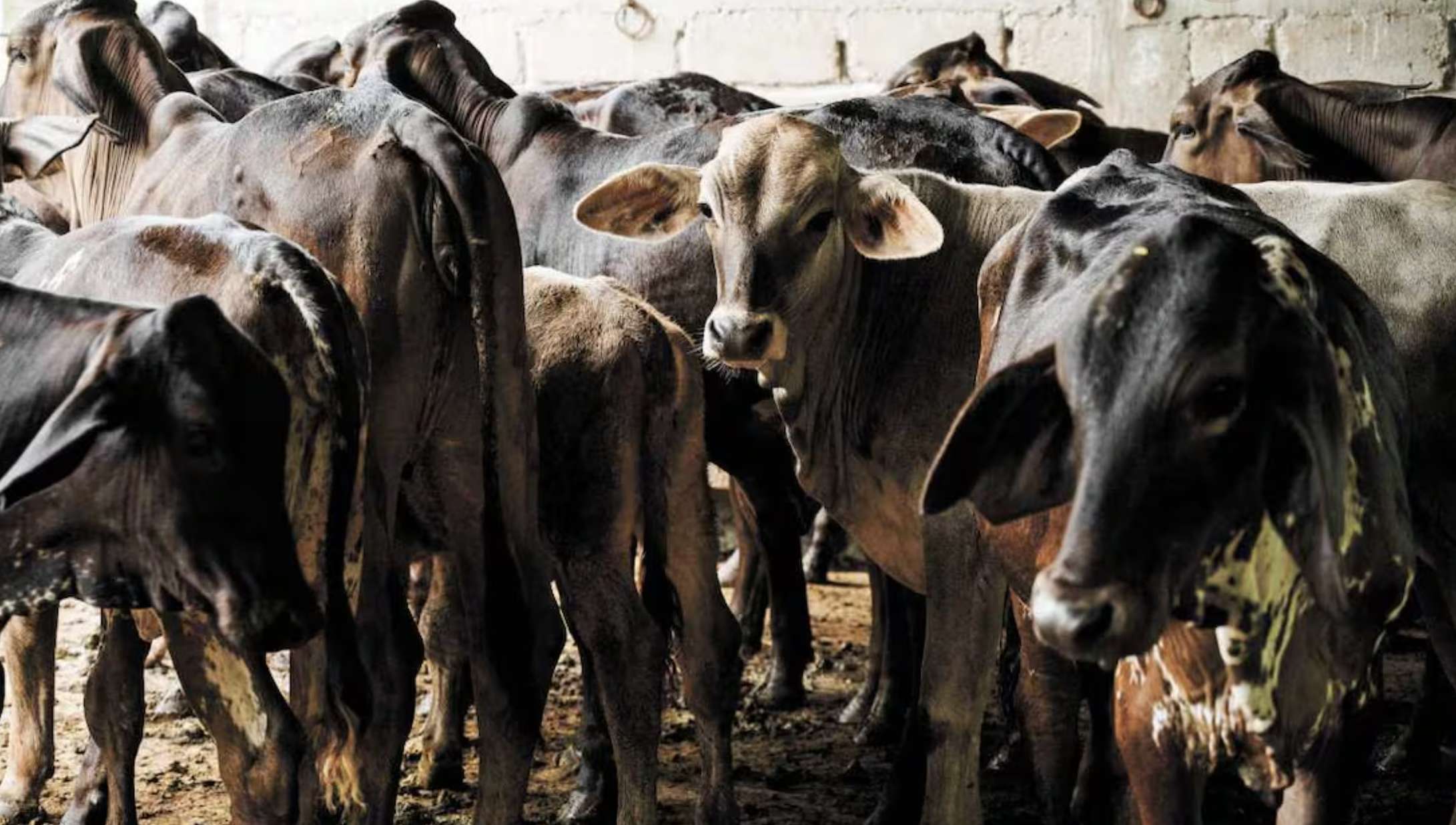 Reportan brote de cientos de casos del gusano barrenador en Yucatán
