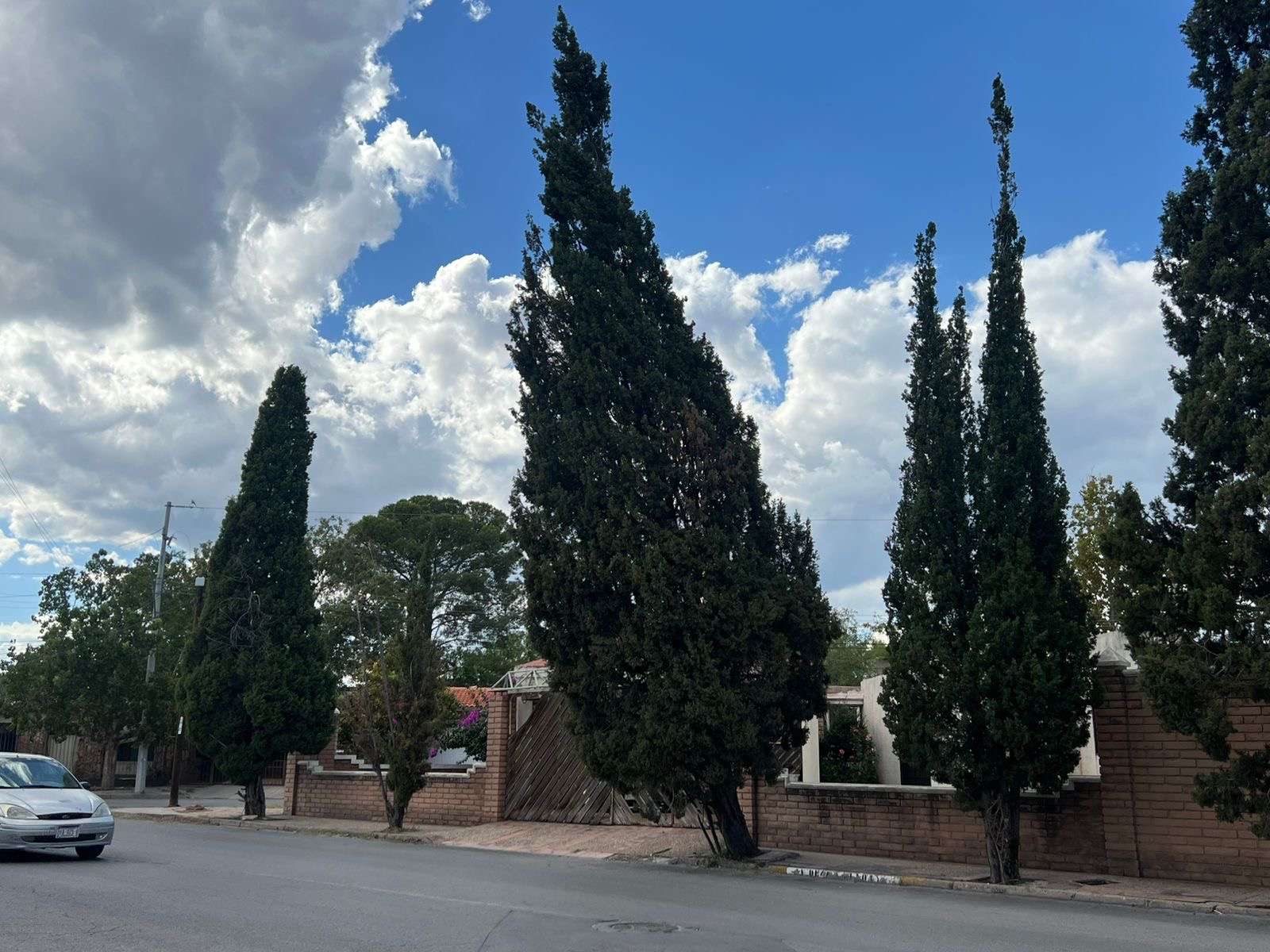 Alertan por pino a punto de colapsar  en la Presidentes