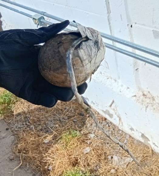 Hallan supuesto explosivo en el Cedefam