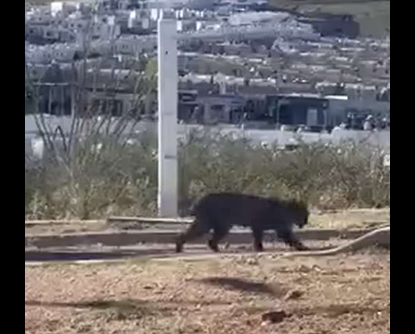 Video: Captan un lince rojo en la presa Chuvíscar