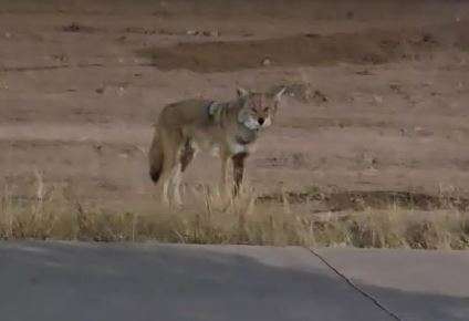 Avistan un zorro en Misión del Bosque
