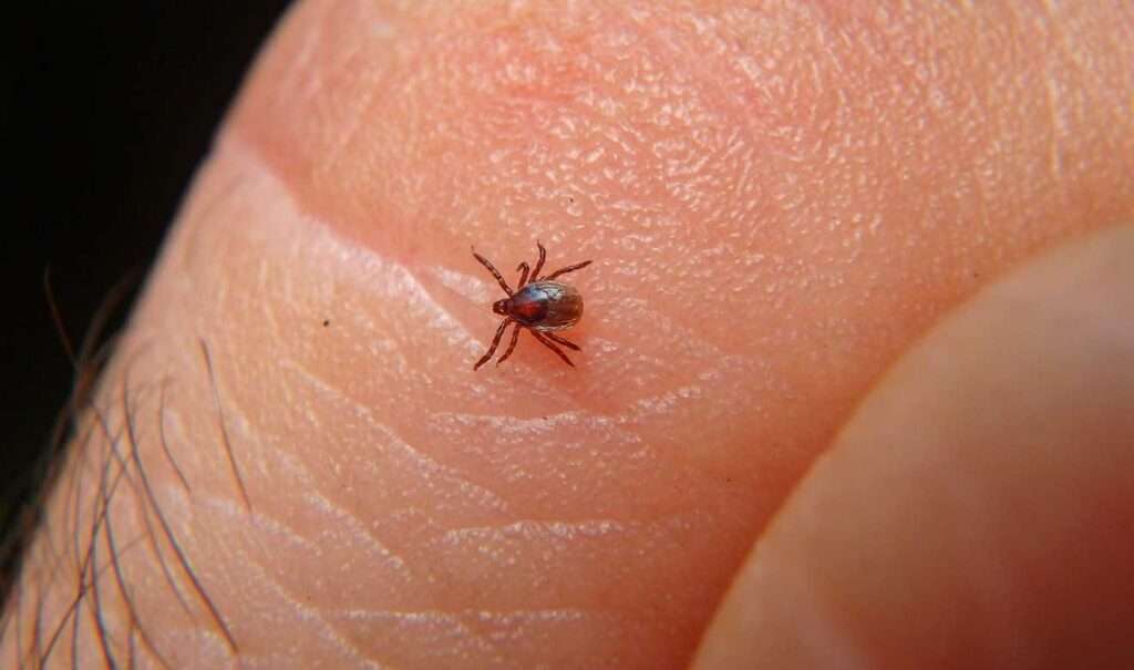 Ascienden a 48 las muertes por rickettsia en el estado