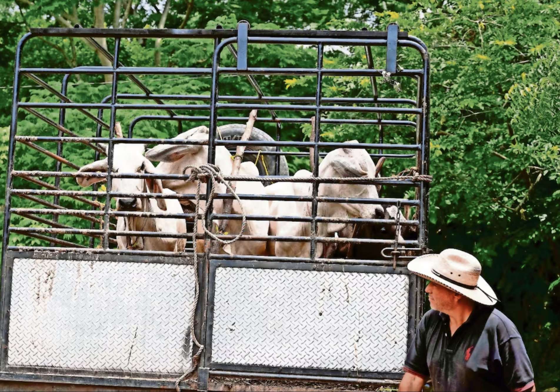 Asegura Senasica que EU ya no tiene pretextos para reabrir frontera 
