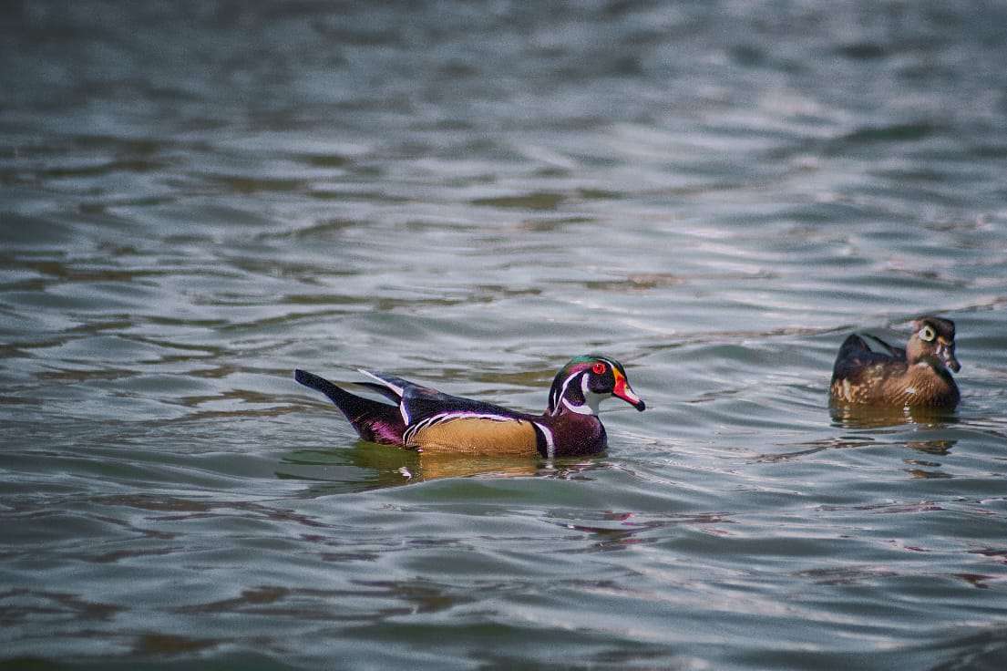 Registran presencia del pato arcoíris en el Parque Central