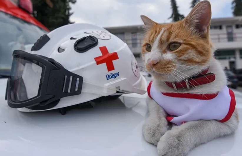 Muere Cruzberto, el gatito que se unió a la Cruz Roja