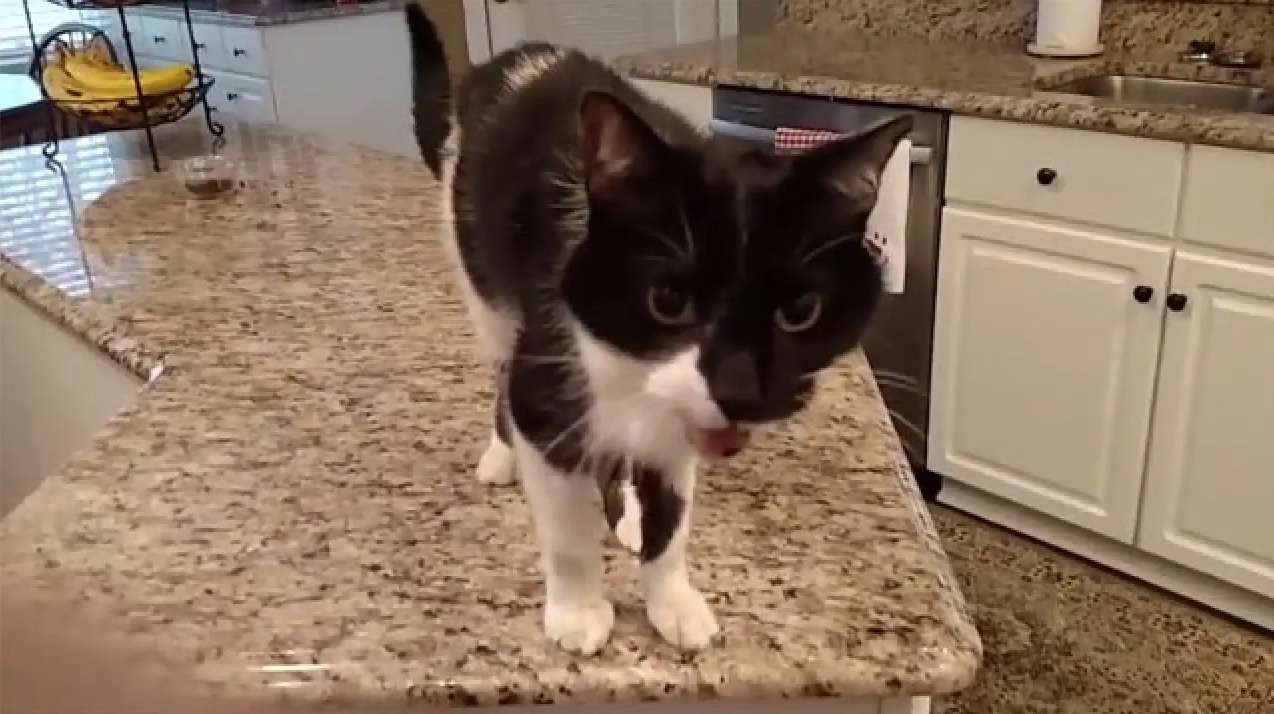 Se vuelve viral gatito con parálisis laríngea