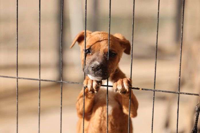 Llama DABA a cuidar mascotas ante baja de temperatura