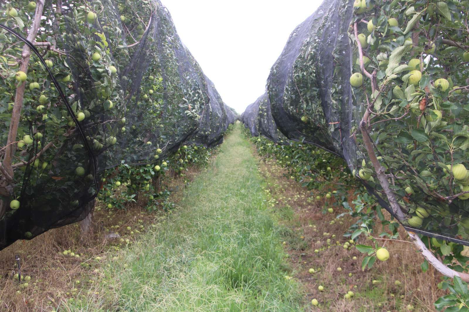 Amenaza escasez de frío la brotación del manzano en Chihuahua
