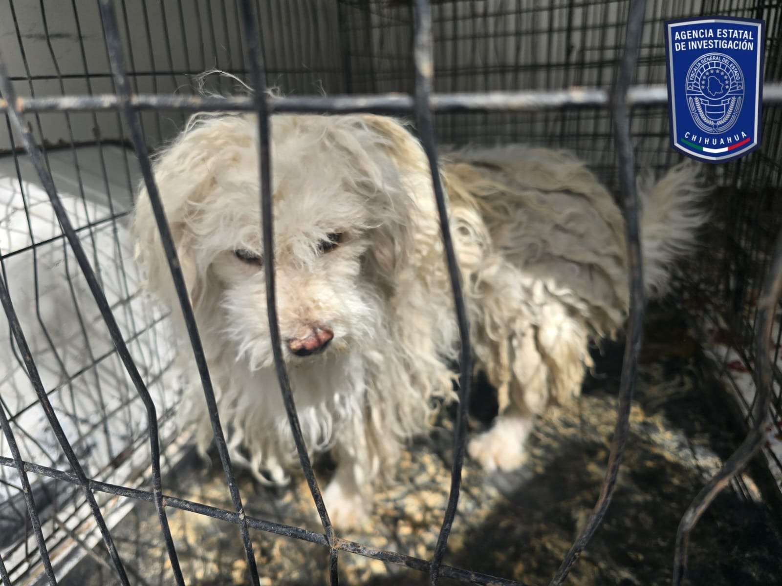 Aseguran más de 700 animales maltratados durante 2025