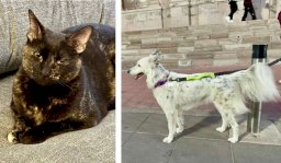 Exhortan a cuidar a mascotas ante bajas temperaturas