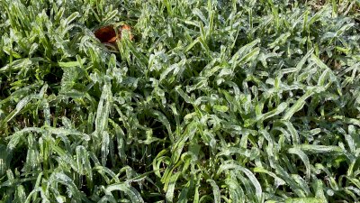 Cubre escarcha de hielo camellón de La Cantera por bajas temperaturas