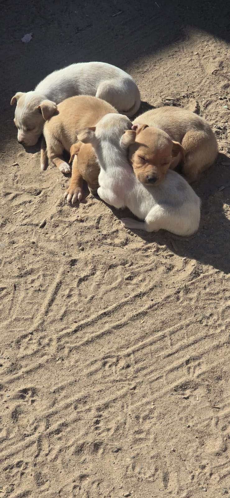 Rescatan 5 cachorros abandonados en La Cañada