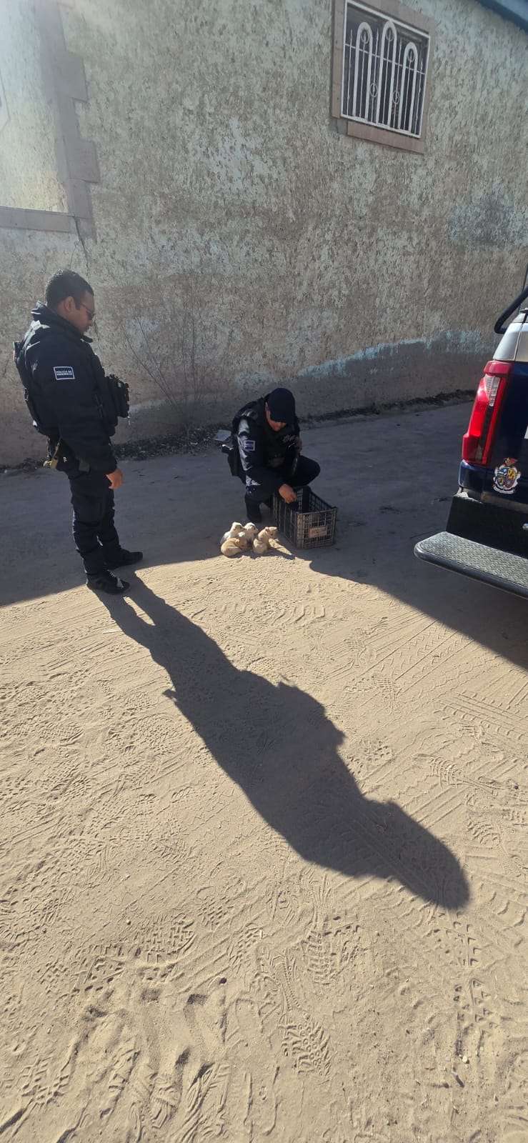 Rescatan 5 cachorros abandonados en La Cañada