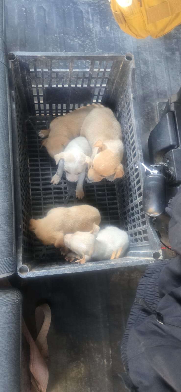 Rescatan 5 cachorros abandonados en La Cañada