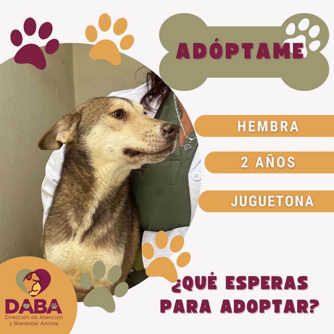 Tiene DABA 35 perritos y 15 gatos en adopción 