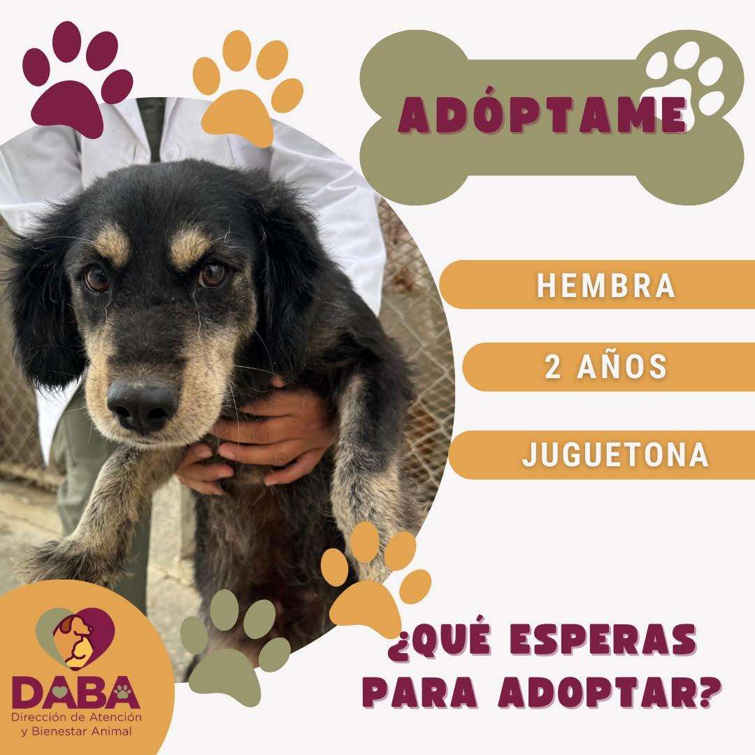 Tiene DABA 35 perritos y 15 gatos en adopción 