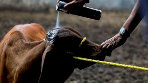 Frena la Scjn medidas estatales para controlar ganado