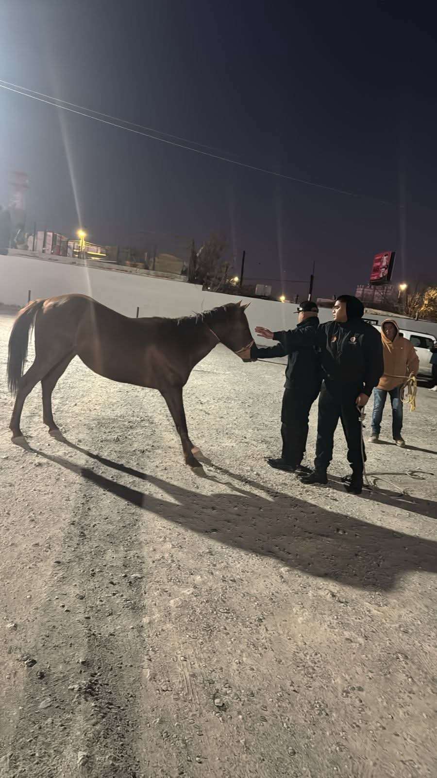 Rescatan caballo suelto en la colonia El Crucero 