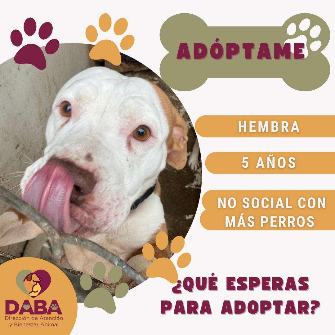 Tiene DABA 35 perritos y 15 gatos en adopción 