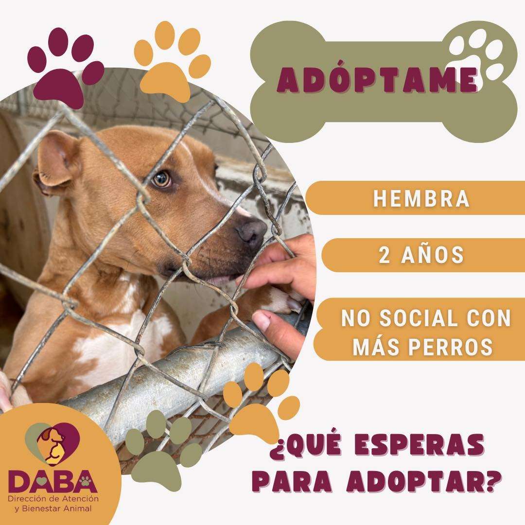 Tiene DABA 35 perritos y 15 gatos en adopción 