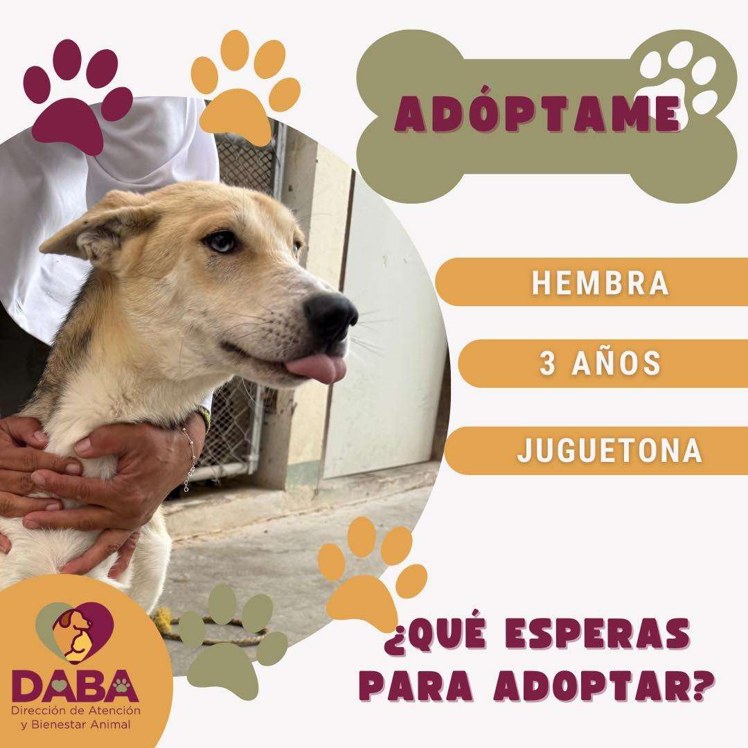 Tiene DABA 35 perritos y 15 gatos en adopción 