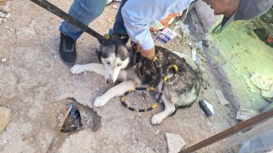 Rescatan a tres husky abandonados en la colonia San Rafael