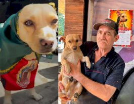 Conquista el Perrito Guadalupano las redes sociales