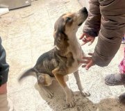 Rescatan a 7 perros por falta de cuidados en colonia Granjas