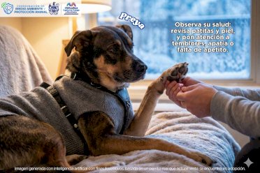 Piden resguardar a mascotas por bajas temperaturas