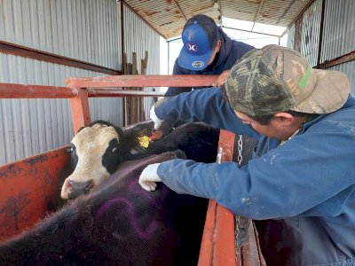 Refuerzan barridos sanitarios en la Sierra contra la tuberculosis bovina
