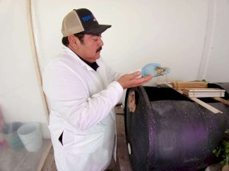 Impulsan uso de la mosca soldado negra para revalorización de residuos orgánicos